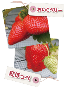 いちご狩り 大阪府堺市でのいちご狩り 直売なら いちごの堺