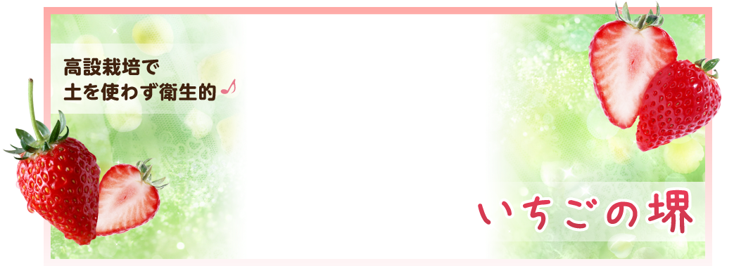 大阪府堺市でのいちご狩り 直売なら いちごの堺
