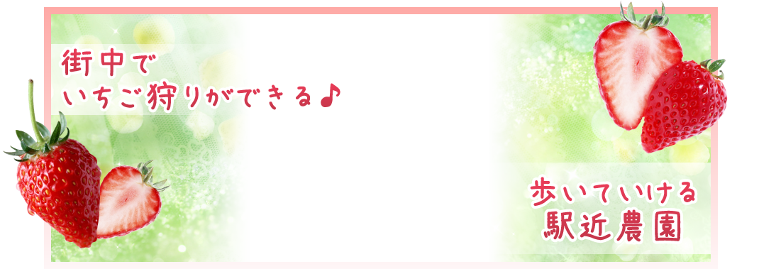 高設栽培で土を使わず衛生的 いちごの堺