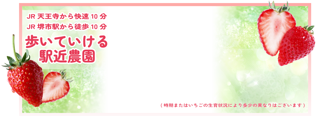 高設栽培で土を使わず衛生的 いちごの堺